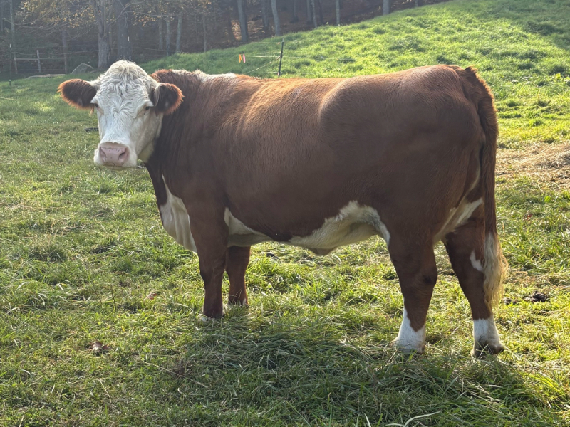 IMG_1929 Copy (1) (1).jpg