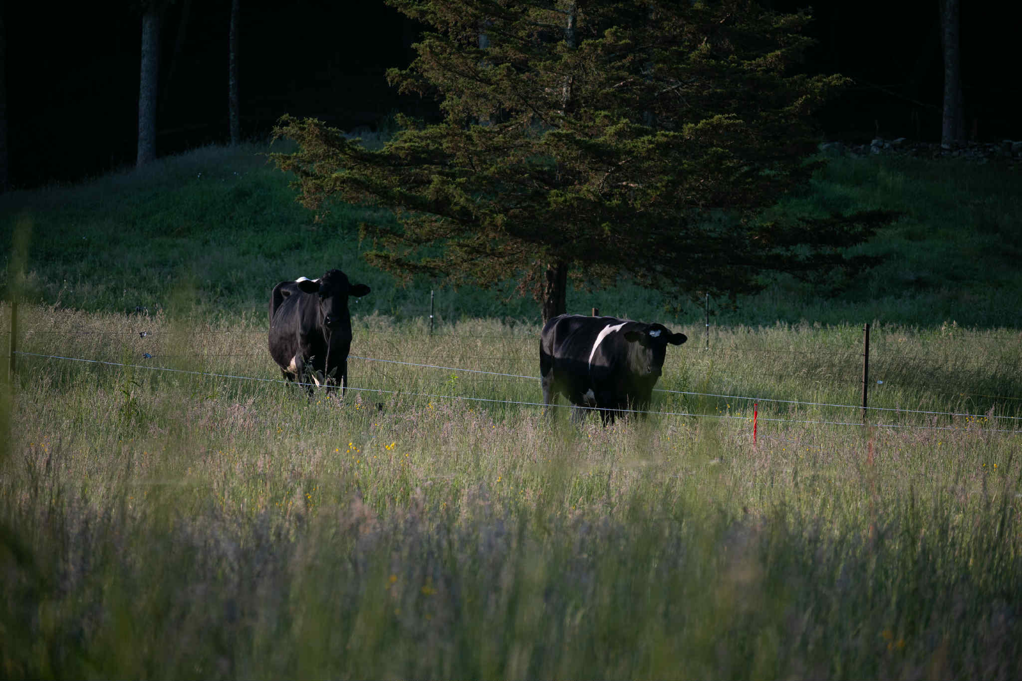 abby cow.jpg